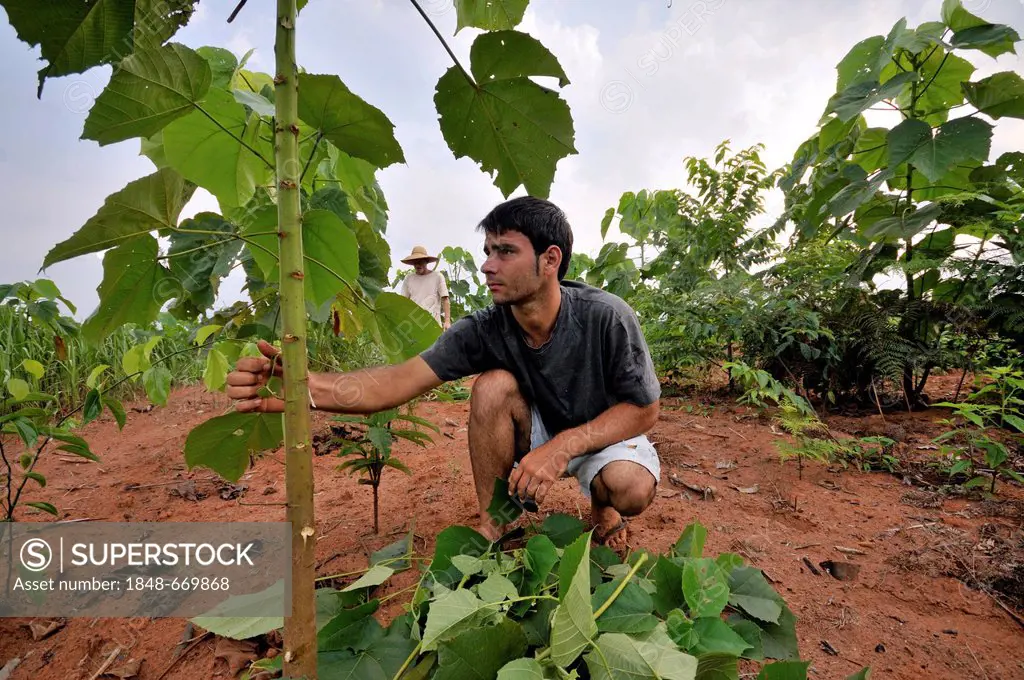 Young farmer cultivating seedlings for the reforestation of cleared land in the Amazon rainforest, tree nursery of a cooperative of peasants who were ...