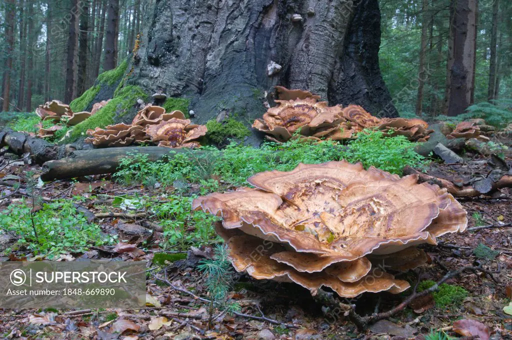 Giant Polypore Mushroom (Meripilus giganteus), Tinner Loh, Haren, Emsland, Lower Saxony, Germany, Europe