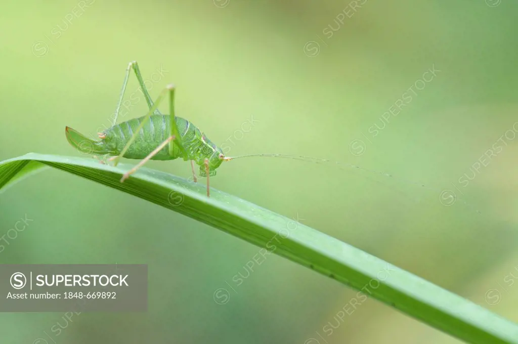 Speckled Bush Cricket (Leptophyes punctatissima), Haren, Emsland, Lower Saxony, Germany, Europe