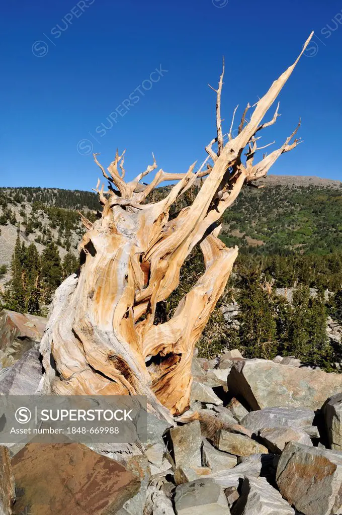 Dead and weathered ancient Bristlecone pine (Pinus longaeva) at Mount Wheeler, Great Basin National Park, Nevada, USA, North America