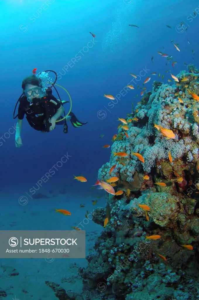 Diver and Sea goldies, Jevel fairy basslets (Pseudanthias squamipinnis), Red Sea, Egypt, Africa
