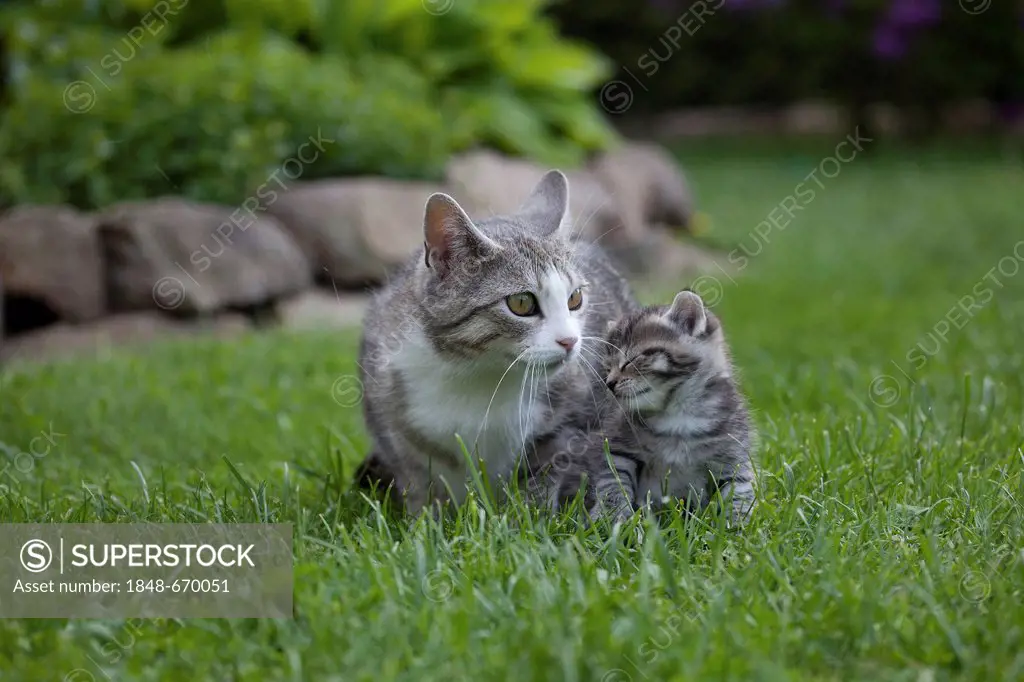 Tabby cat with a tabby kitten in a garden