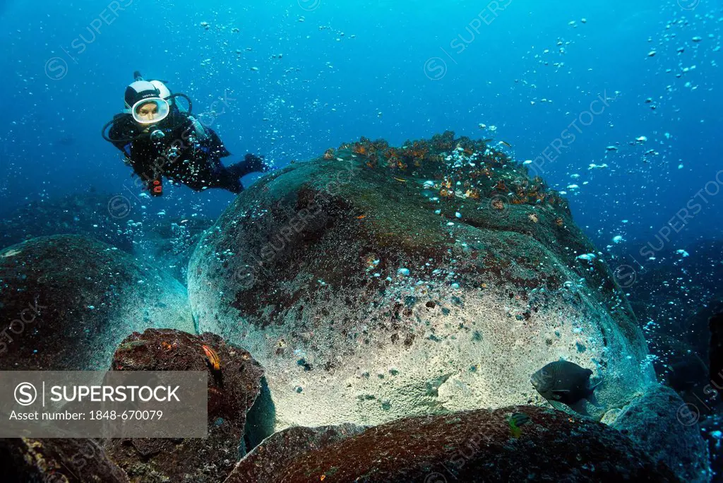 Diver looking at a Giant Damselfisch, (Microspathodo dorsalis), rocks over a volcanic hot spot, white mineral deposits, hot springs, gas bubbles, over...
