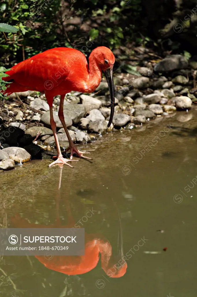 Scarlet Ibis (Eudocimus ruber) standing on the edge of a pond, Munich, Upper Bavaria, Germany, Europe