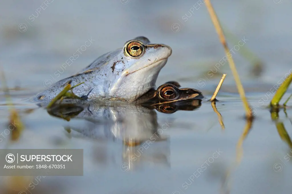 Moor Frogs (Rana arvalis) during mating, Middle Elbe Biosphere Reserve, Dessau, Germany, Europe