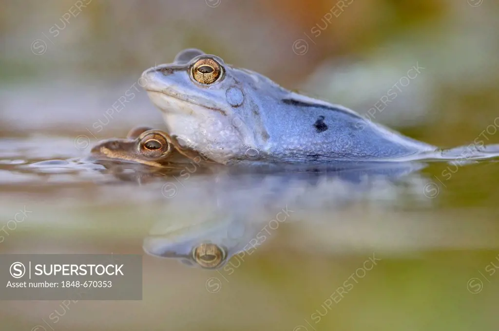 Moor Frogs (Rana arvalis) during mating, Middle Elbe Biosphere Reserve, Dessau, Germany, Europe