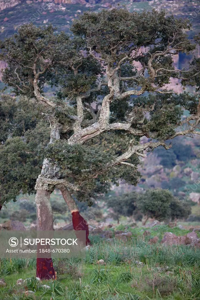 Cork oak (Quercus suber), Sardinia, Italy, Europe