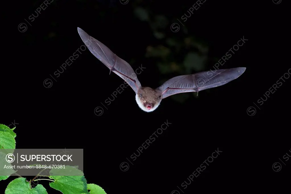 Natterer's Bat (Myotis nattereri) in flight, Thuringia, Germany, Europe