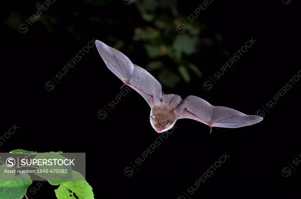 Natterer's Bat (Myotis nattereri) in flight, Thuringia, Germany, Europe