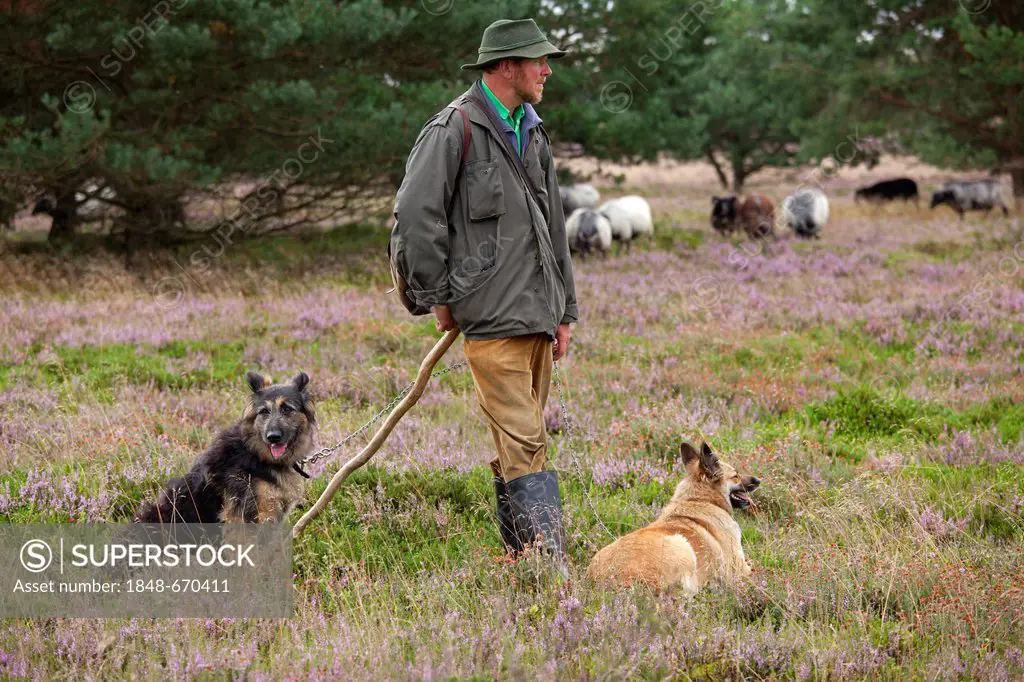 Shepherd with sheepdogs and flock on the heath near Wilsede, Luneburg Heath, Lower Saxony, Germany, Europe