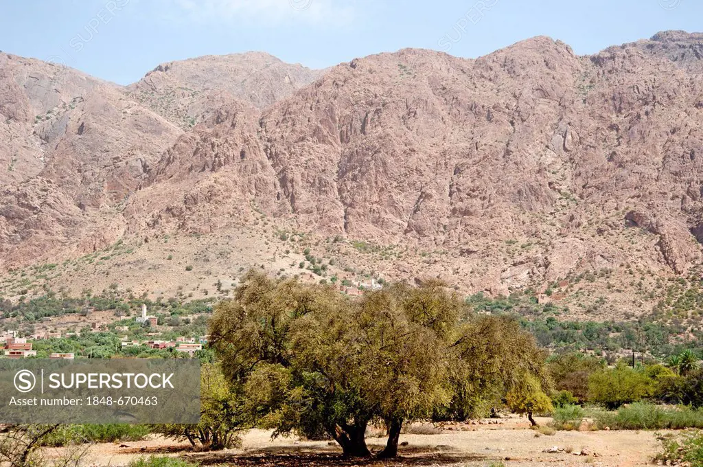 Argan trees (Argania spinosa) in the Anti-Atlas Mountains, Morocco, North Africa, Africa