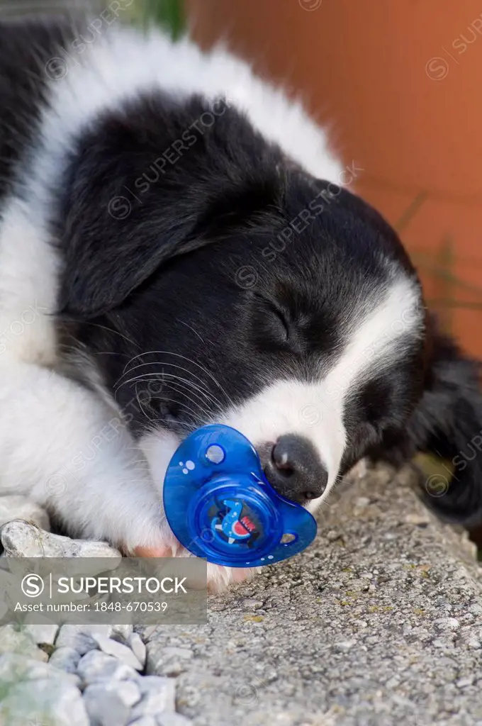 Border collie, puppy sleeping with a baby-soother in its mouth