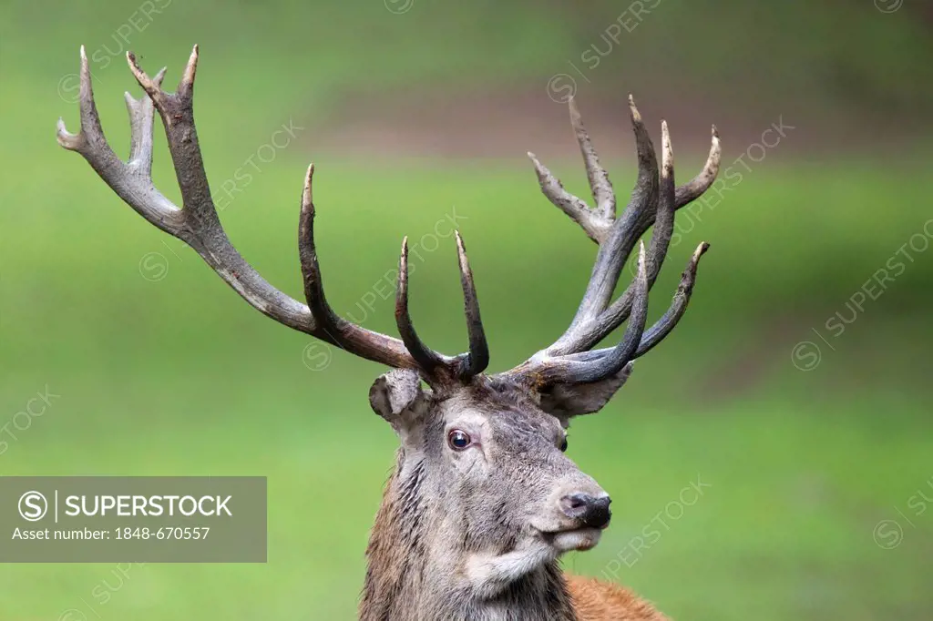 Red deer (Cervus elaphus), portrait, Wildpark Daun wildlife park, Rhineland-Palatinate, Germany, Europe
