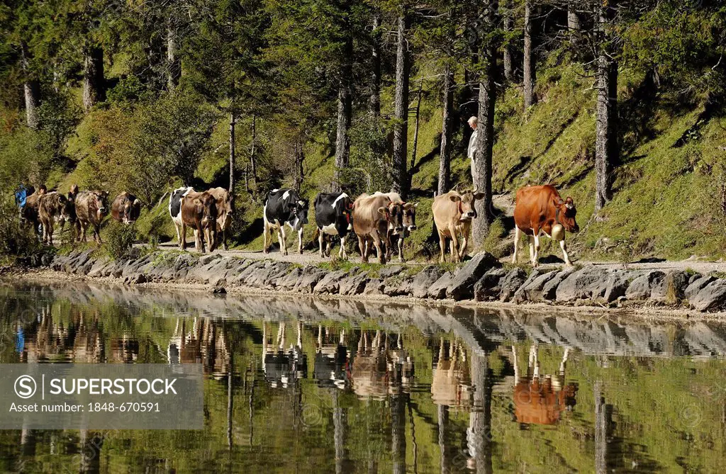 Cows during the cattle drive, Almabtrieb, where the cattle are led back from their alpine pasture, Lake Vilsalpsee, Tannheim, Tannheimer Valley, Tyrol...