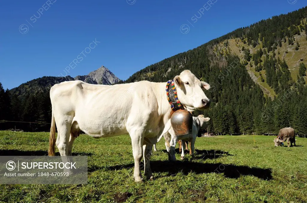 Decorated cows, Almabtrieb, where the cattle are led back from their alpine pasture, Tannheim, Tannheimer Valley, Tyrol, Austria, Europe