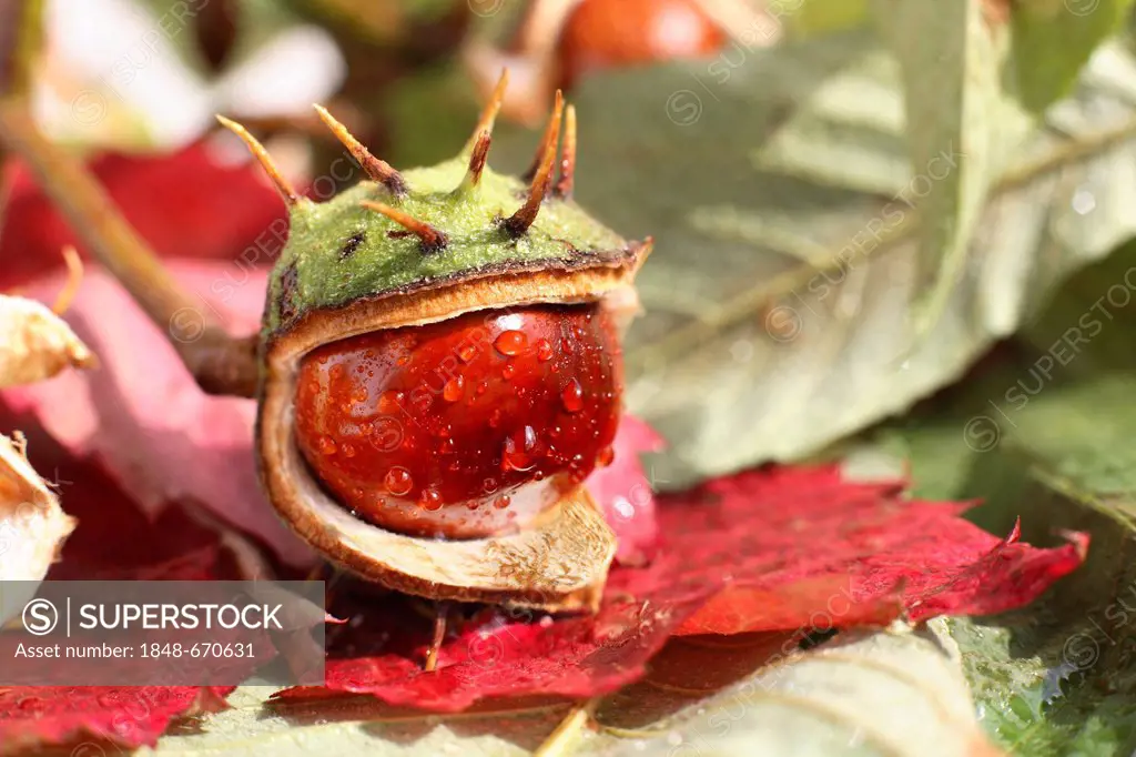 Horse Chestnut (Aesculus hippocastanum), split fruit capsule on autumn-coloured leaves