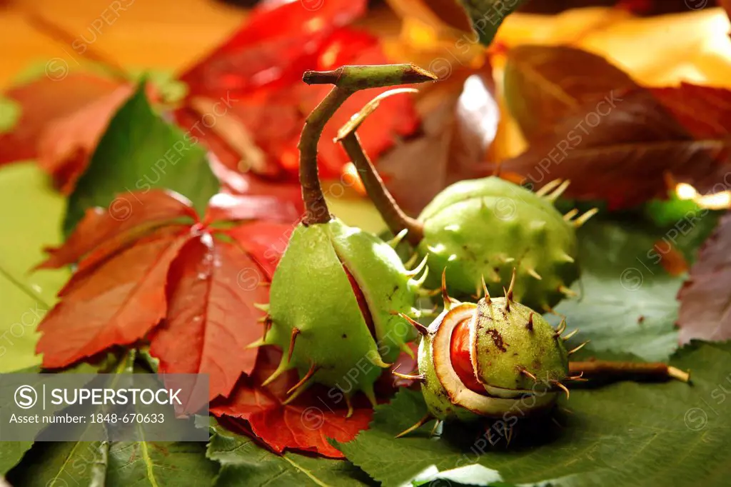 Horse Chestnut (Aesculus hippocastanum), fruit capsules with one split open on autumn-coloured leaves