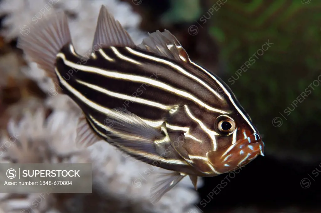 Golden-Striped Grouper, Sixline Soapfish (Grammistes sexlineatus) in hideaway, Makadi Bay, Hurghada, Egypt, Red Sea, Africa