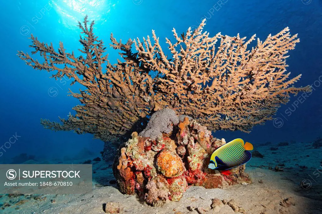 Emperor Angelfisch (Pomacanthus imperator) under a table coral for protection, backlight, Makadi Bay, Hurghada, Egypt, Red Sea, Africa