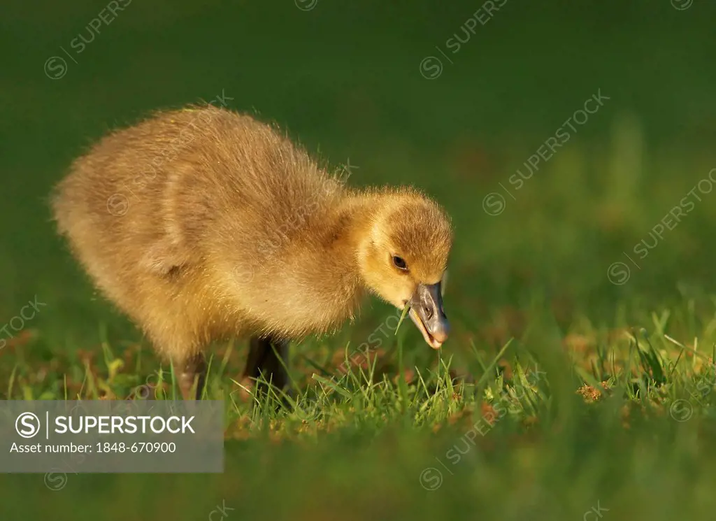 Grey Goose (Anser anser), gosling