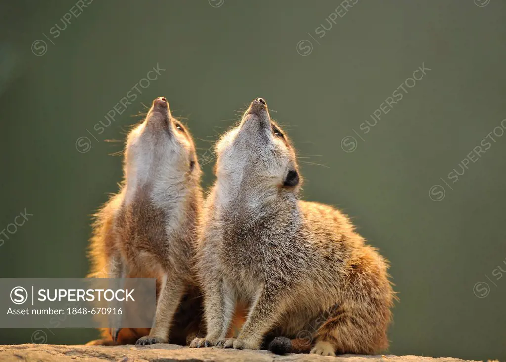 Meerkats (Suricata suricatta) looking up
