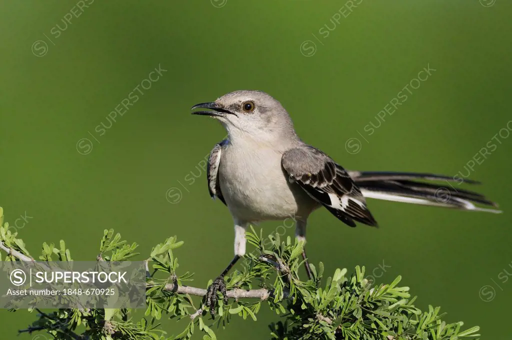 Northern Mockingbird (Mimus polyglottos), adult, Laredo, Webb County, South Texas, USA, America