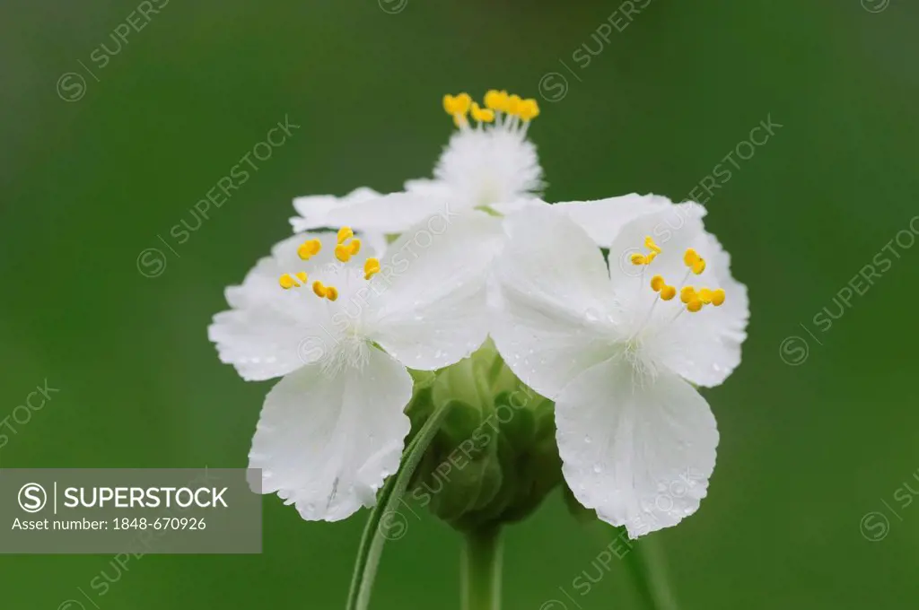 Prairie Spiderwort (Tradescantia occidentalis), white morph blooming, Palmetto State Park, Gonzales County, Texas, USA