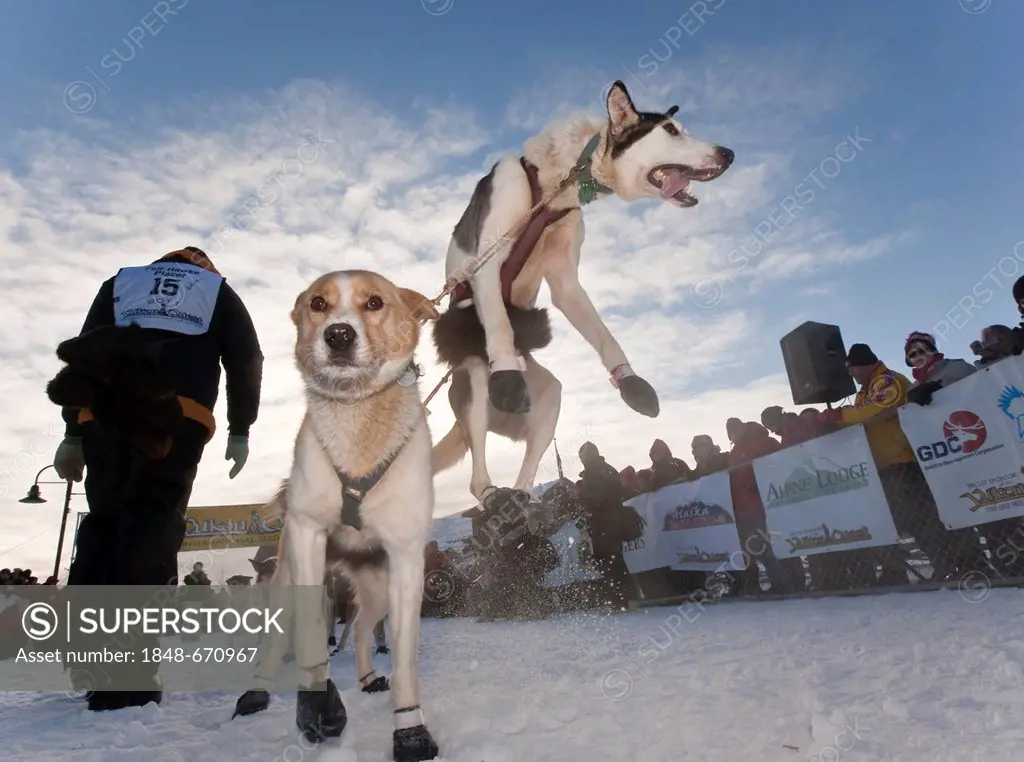 Dog team, sled dog, jumping, excited, lead dog, Alaskan Huskies at the start of the Yukon Quest 1000-mile International Sled Dog Race 2011, Whitehorse...