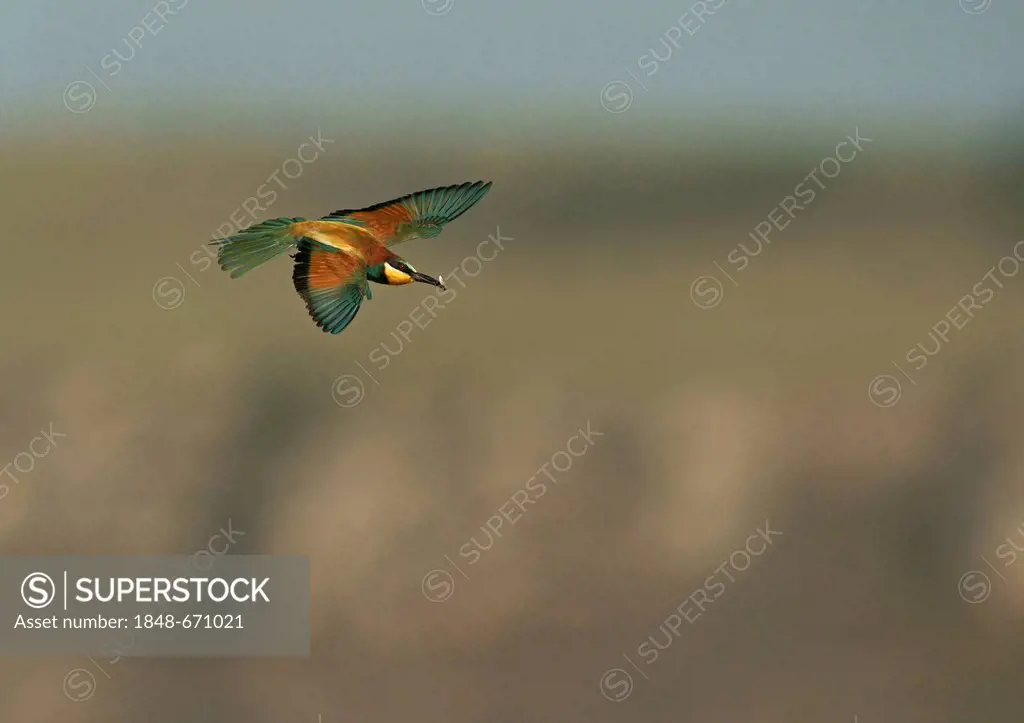 European Bee-eater (Merops apiaster) in flight, northern Bulgaria, Bulgaria, Europe