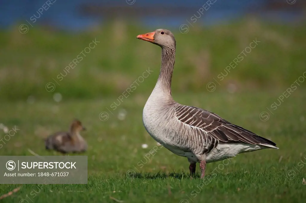 Greylag or Graylag goose (Anser anser) with chick, Texel, The Netherlands, Europe