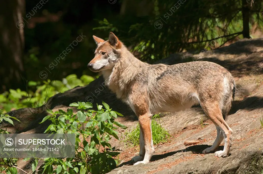 Wolf (Canis lupus), Bavarian Forest National Park, Bavaria, Germany, Europe