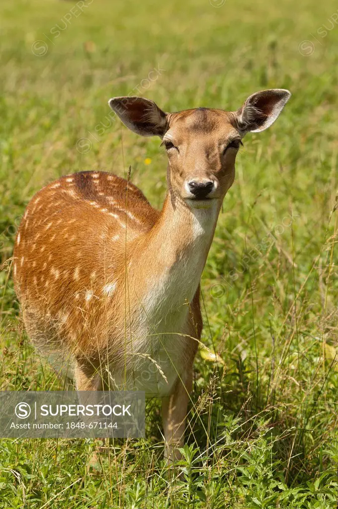 Fallow Deer (Dama dama), female, Lainzer Tiergarten wildlife preserve, Vienna, Austria, Europe