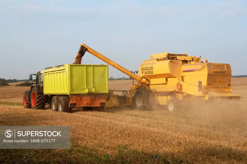 Harvester loading grain into a trailer, Krembz, Mecklenburg-Western Pomerania, Germany, Europe