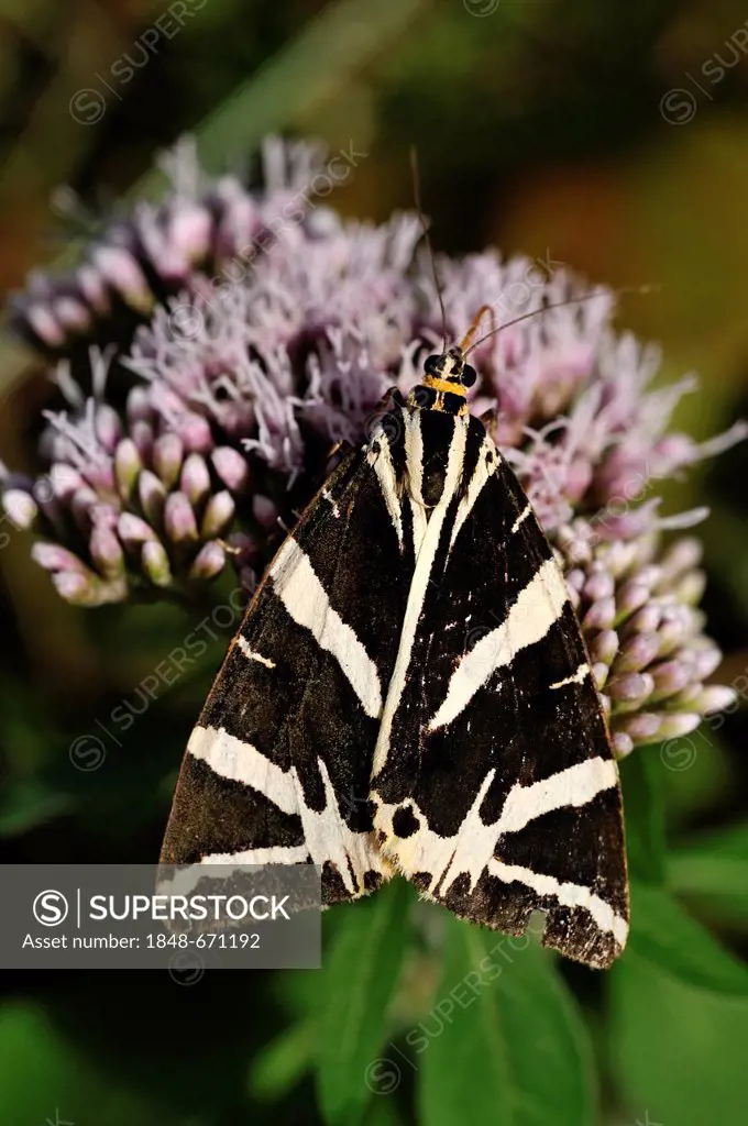 Jersey Tiger Moth (Callimorpha quadripunctaria), Dolomites of Feltre, Feltre, Italy, Europe