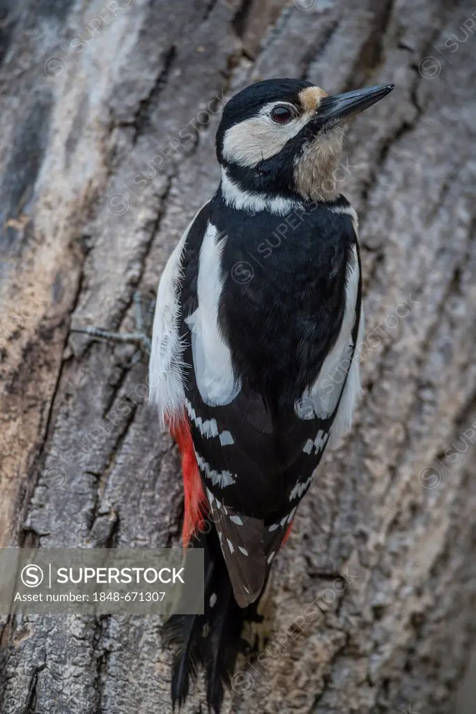 Great Spotted Woodpecker (Dendrocopos major), Bavaria, Germany, Europe