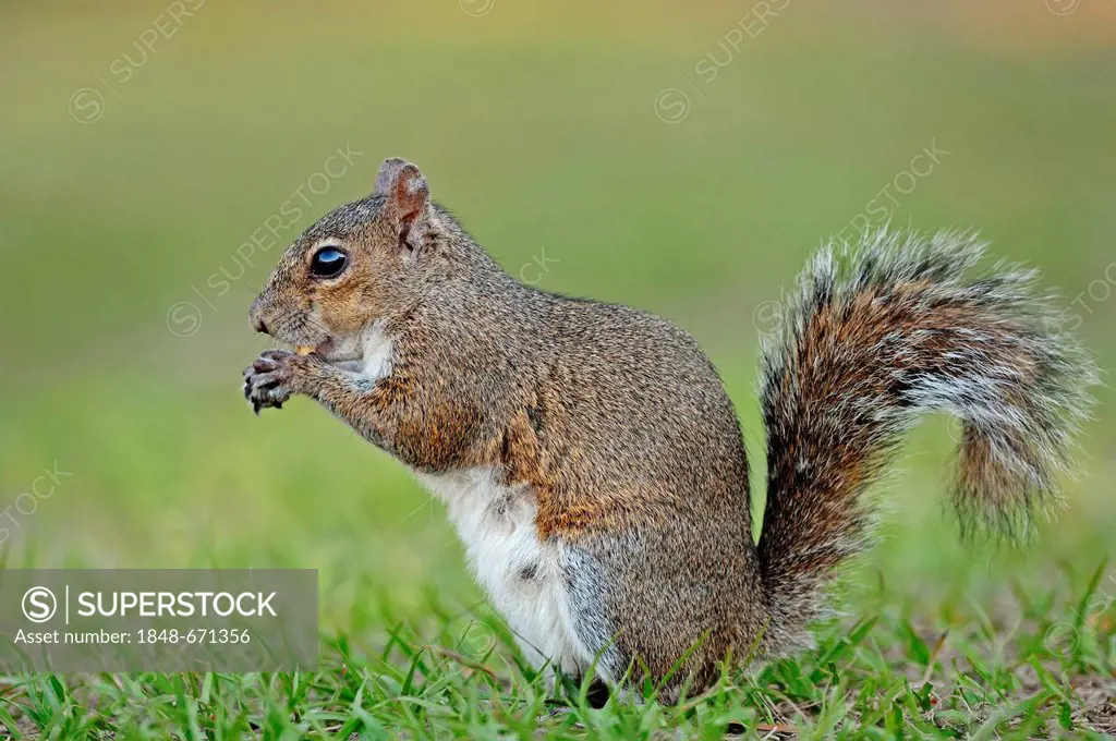 Eastern Gray Squirrel (Sciurus carolinensis), feeding, Myakka River State Park, Florida, USA