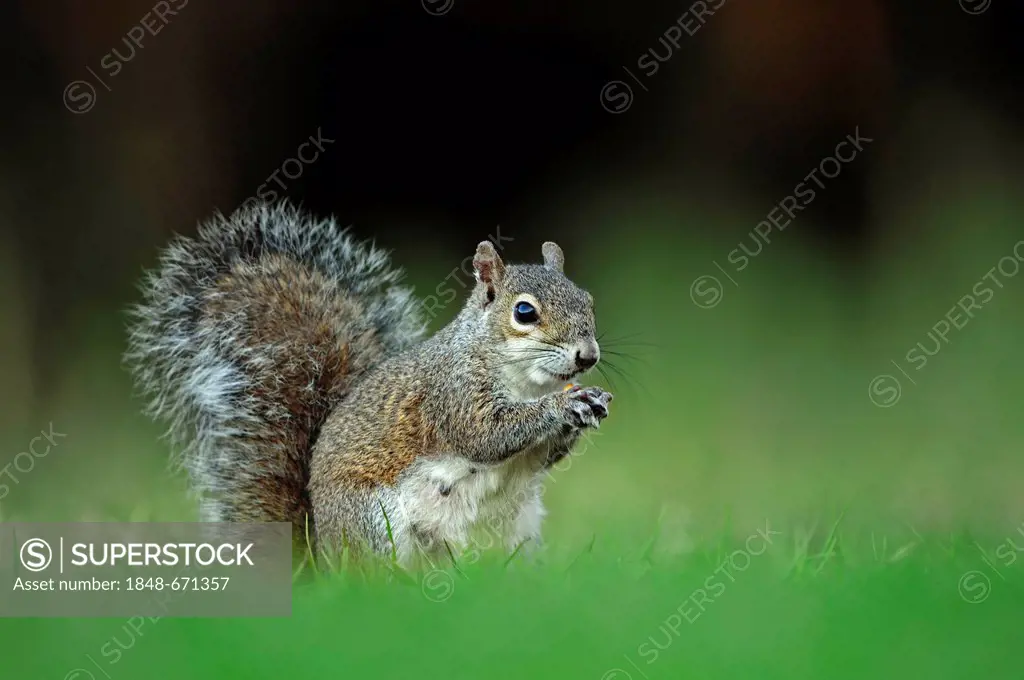Eastern Gray Squirrel (Sciurus carolinensis), Myakka River State Park, Florida, USA