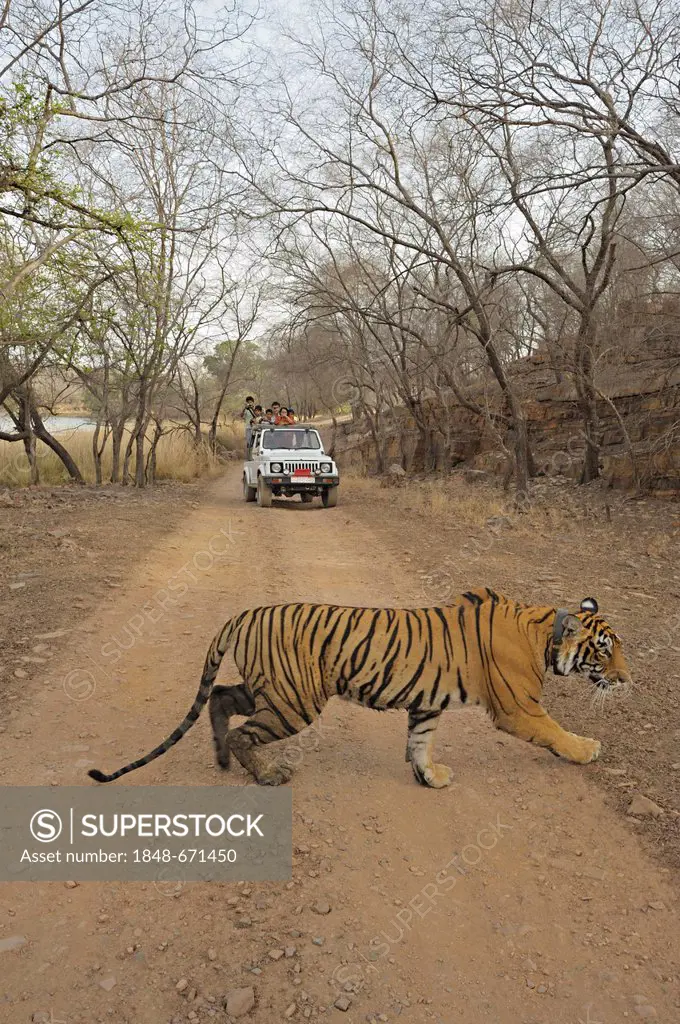 Radio collared tigress (Panthera tigris) on a forest track with a tourist car at back, in Ranthambore National Park, Rajasthan, India, Asia