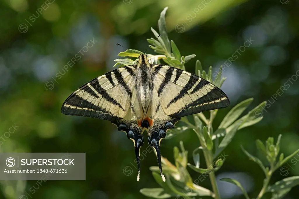 Scarce Swallowtail, Sail Swallowtail or Pear-tree Swallowtail (Iphiclides podalirius), Bulgaria, Europe
