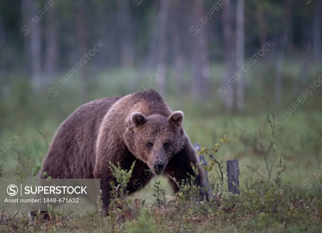 Brown Bear (Ursus arctos), Karelia, Finland, Europe