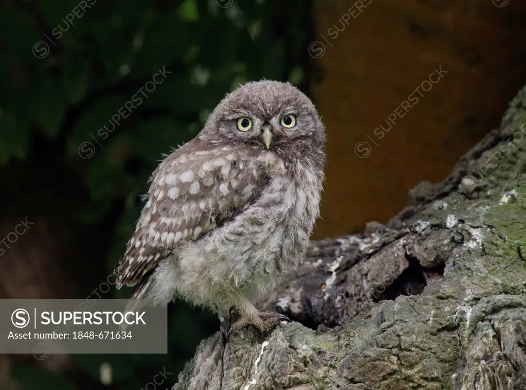Little Owl (Athene noctua), Lower Rhine area, Germany, Europe