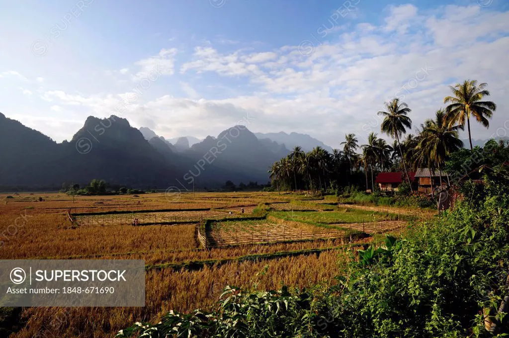 Rice fields and karst mountains near Vang Vieng, Laos, Southeast Asia, Asia