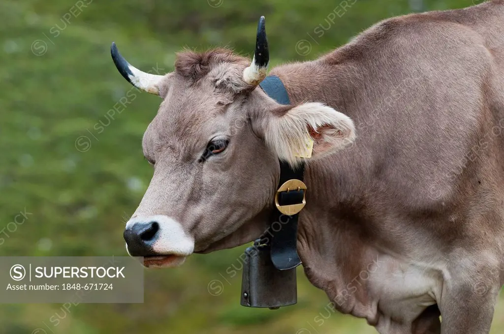 Cow wearing a cow bell, on an alp, Averstal valley, canton of Grisons, Switzerland, Europe