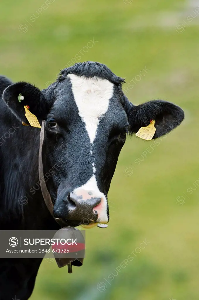 Cow wearing a cow bell, portrait, alp, Averstal valley, canton of Grisons, Switzerland, Europe
