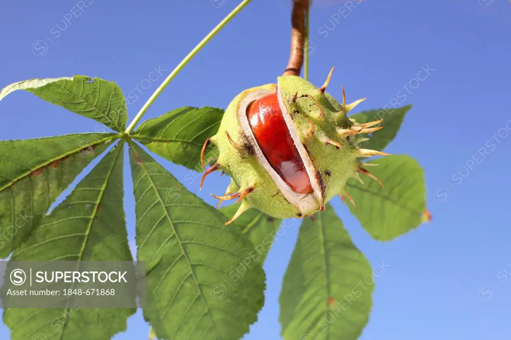 Horse Chestnut (Aesculus hippocastanum), split fruit capsule and leaves