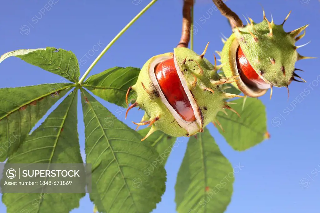 Horse Chestnut (Aesculus hippocastanum), split fruit capsules and leaves