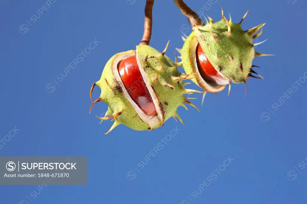 Horse Chestnut (Aesculus hippocastanum), split fruit capsules