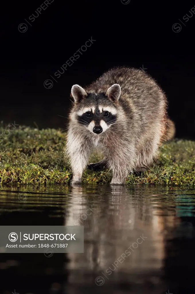 Northern Raccoon (Procyon lotor), adult at night at pond's edge, Dinero, Lake Corpus Christi, South Texas, USA