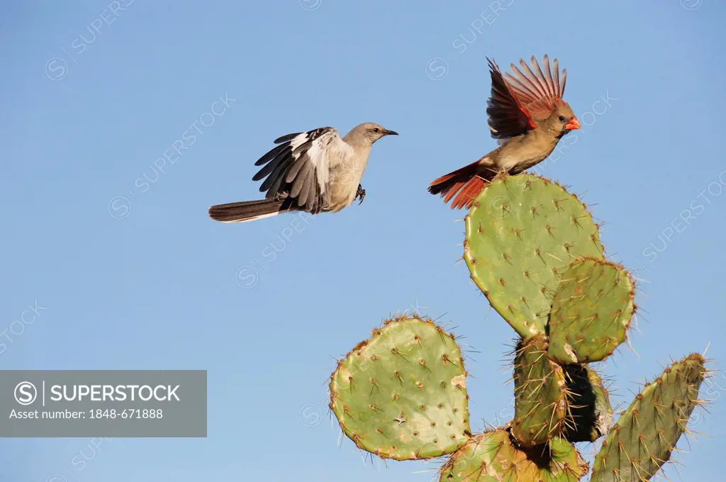 Northern Mockingbird (Mimus polyglottos), adult, and Northern Cardinal (Cardinalis cardinalis) landing on Texas Prickly Pear Cactus (Opuntia lindheime...