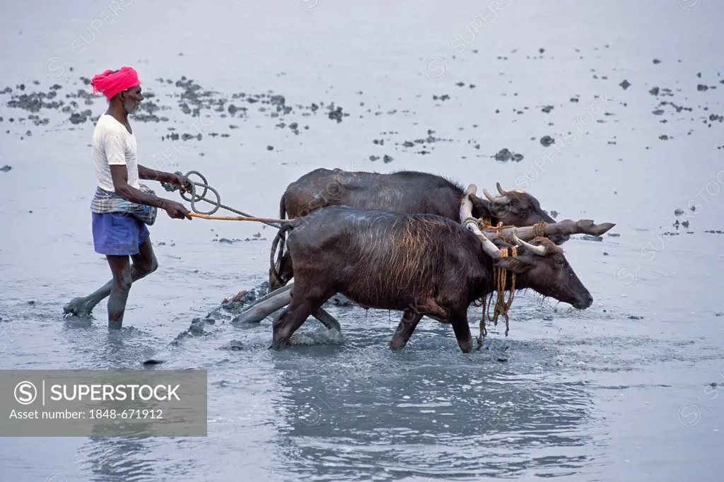 Farmer wearing a turban plowing a flooded field with the help of two oxen near Point Calimere, Tamil Nadu, South India, India, Asia